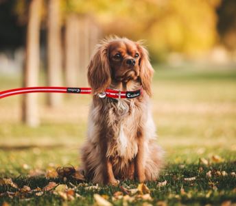 25mm Waterproof PVC Coated Reflective Dog Leash